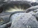 Mercury Sable Image 3